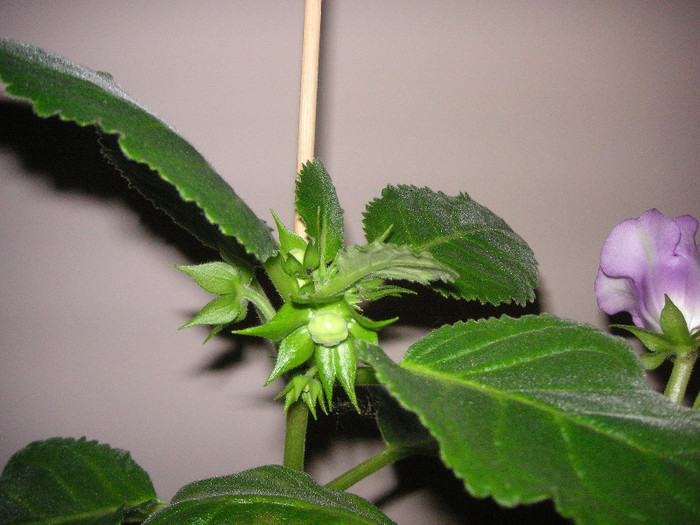 2749511340075666569xlGrbI_fs