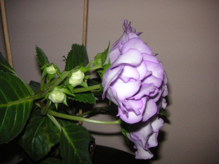 2756585870075666569Boskcx_fs