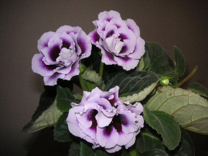 2820871380075666569HbZLDI_fs