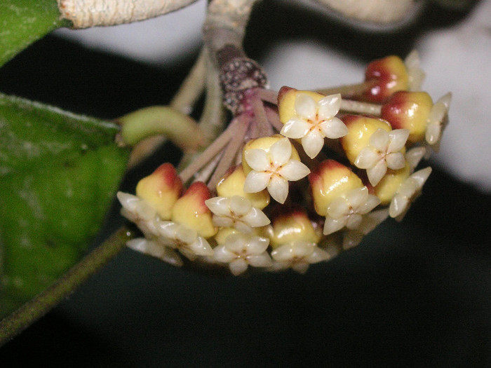 2285519280075666569JRHTjX_fs - Hoya