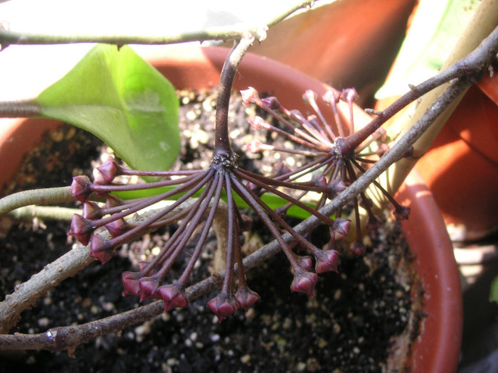 2308673940075666569mqmPBn_fs - Hoya