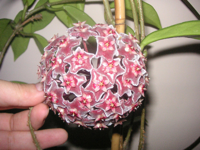 2364071040075666569xQInTg_fs - Hoya