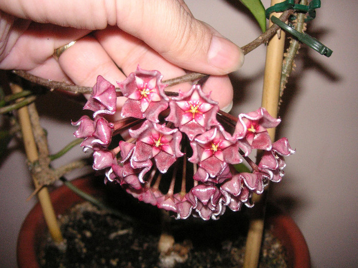 2483393830075666569cEDgnc_fs - Hoya