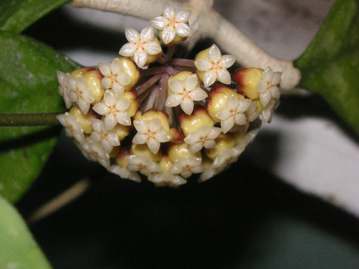 2516513830075666569lSQKKJ_fs - Hoya