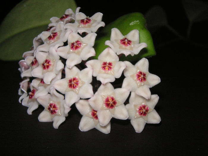 2525323910075666569xjLQxc_fs - Hoya