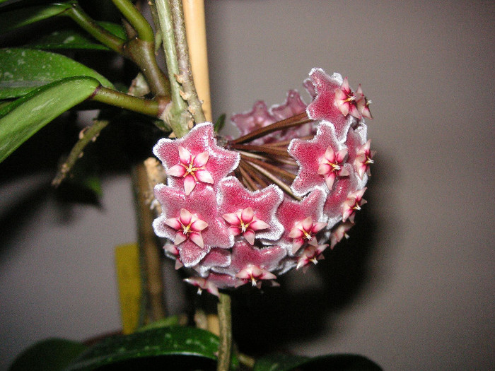 2556405080075666569dveytH_fs - Hoya