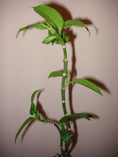 2632734320075666569sxqIuv_fs - Hoya