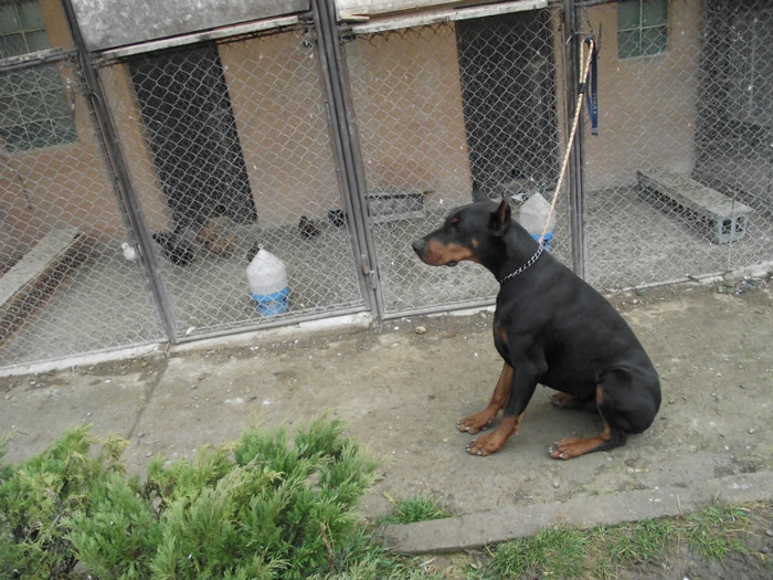 poze  TOAMNA 2012 406; MAX CSINI BABA DEXTER
