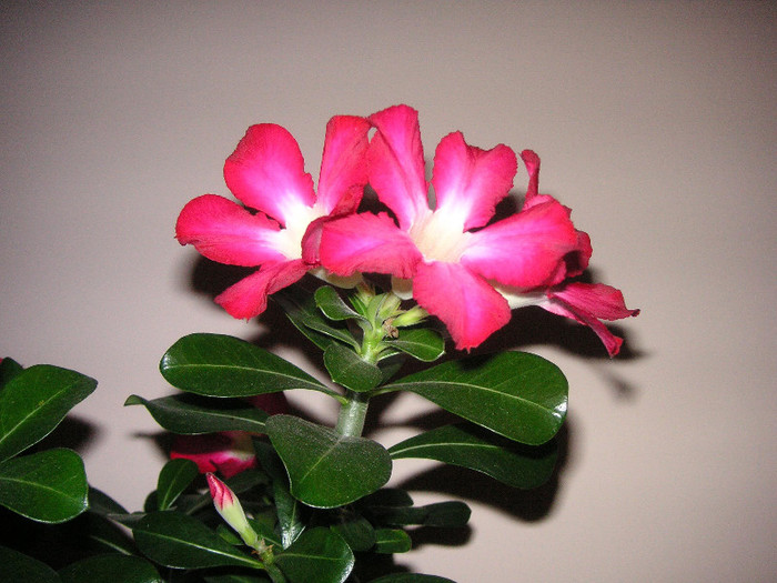 2006306300075666569TfJgsU_fs - Adenium