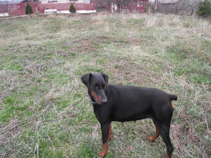 poze  TOAMNA 2012 399 - dobermani si Iluzia fica mea