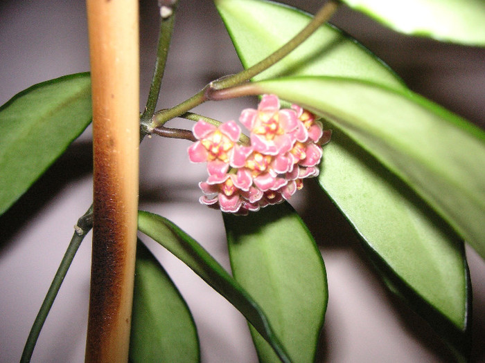 2026597720075666569zOgOOY_fs - Hoya