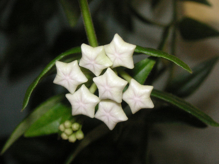 2037219540075666569MkHcdi_fs