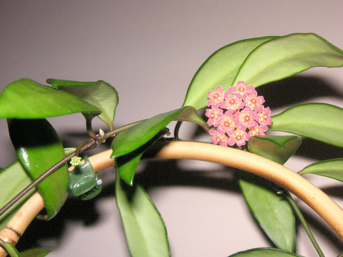 2041596540075666569UKflPz_fs