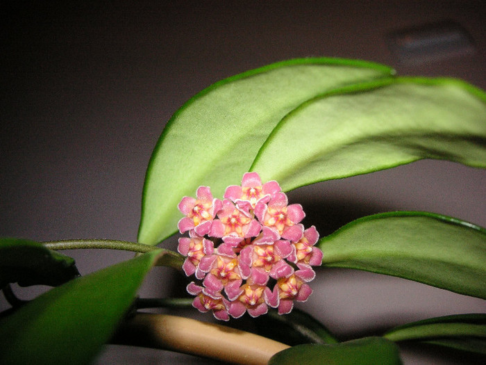 2048685620075666569pPDvUL_fs