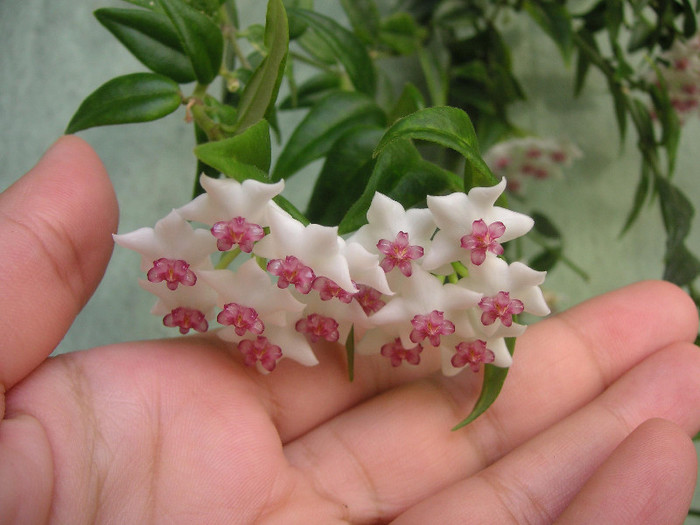 2051495020075666569hobqDd_fs - Hoya