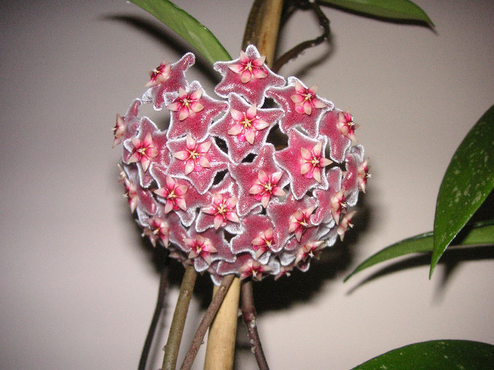 2077344960075666569oIjcnh_fs - Hoya