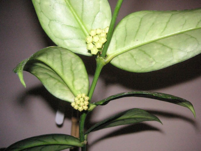 2078537560075666569tUxMDX_fs - Hoya