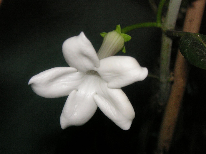 2100804990075666569ozOIzW_fs - Hoya