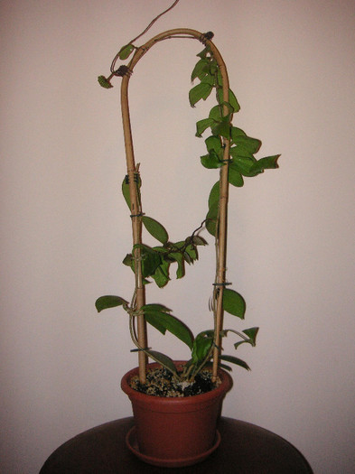 2110454870075666569BvcZOj_fs - Hoya