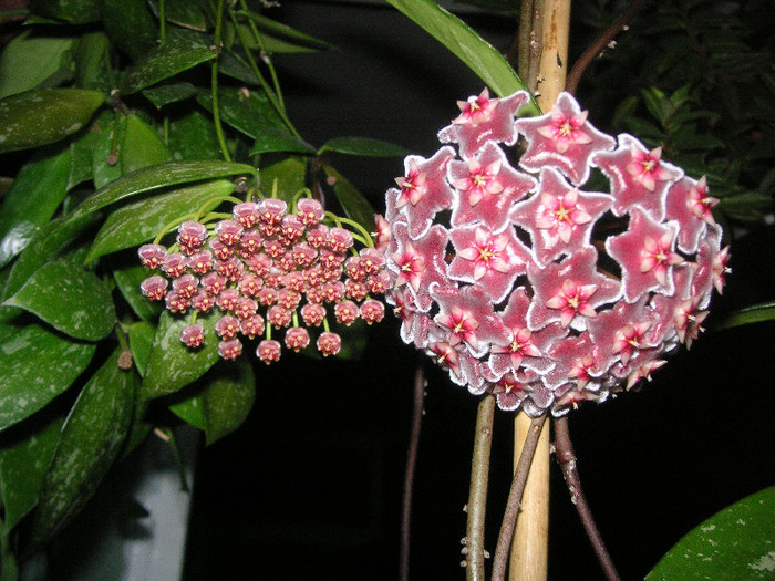 2133142440075666569HzRLRg_fs - Hoya