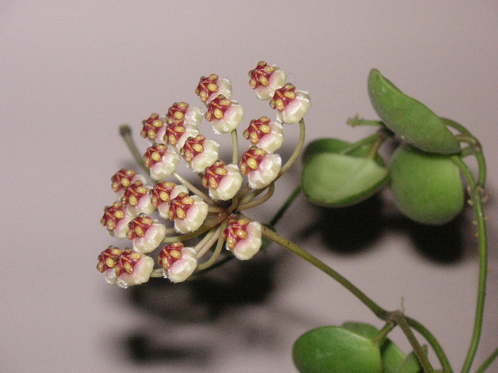 2151933610075666569jKYtjG_fs - Hoya
