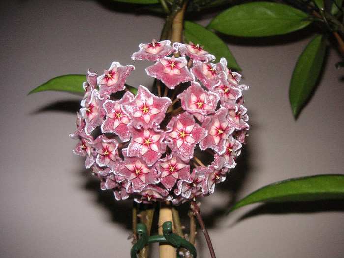 2160334350075666569flPSUe_fs - Hoya