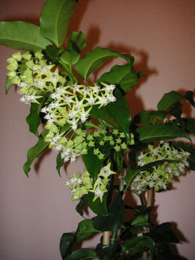 2163550940075666569WdScuj_fs - Hoya