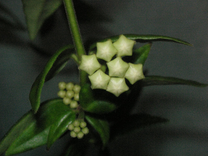 2164434370075666569fSypzE_fs - Hoya