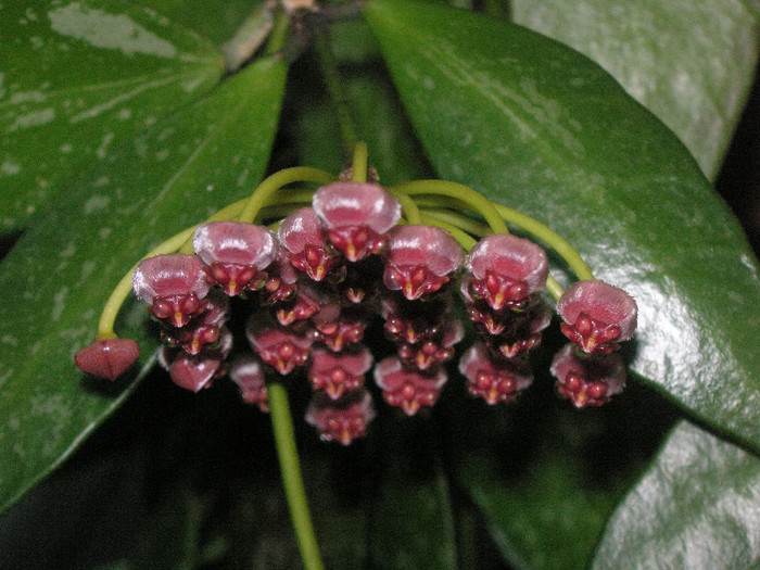 2169654080075666569wxVpGc_fs - Hoya