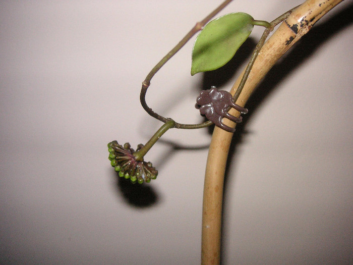 2181249320075666569ZfnpBj_fs - Hoya