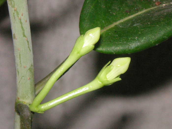 2199721230075666569sdkSwE_fs - Hoya