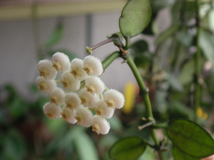 2205285860075666569QliwiB_fs - Hoya