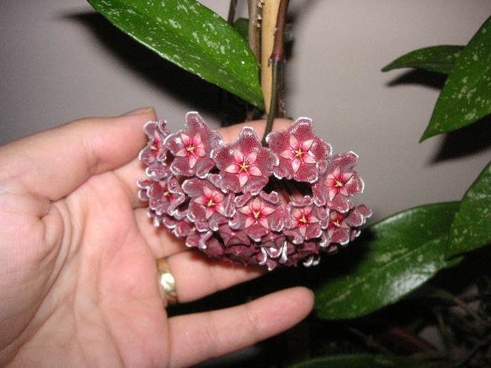 2216971970075666569vzGZgx_fs - Hoya