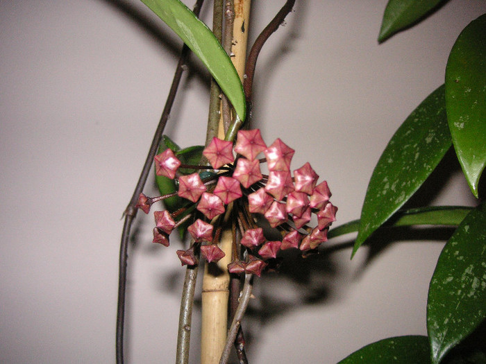 2256672000075666569eCZpMj_fs - Hoya