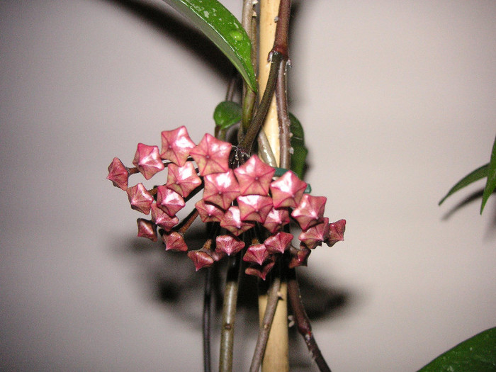 2265939240075666569gfqJDX_fs - Hoya