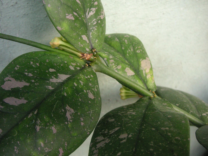 2285476150075666569LbDlUT_fs - Hoya