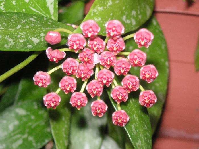 2312471250075666569zQCEpe_fs - Hoya