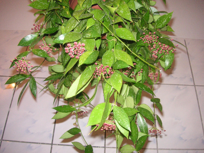 2314034430075666569UuCxhS_fs - Hoya