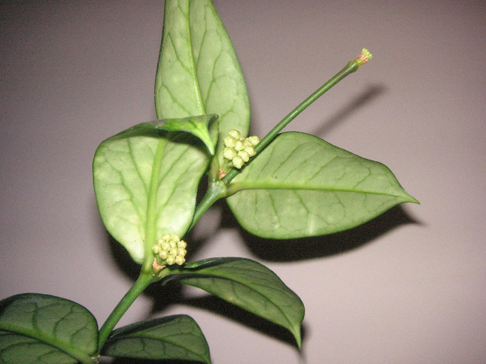 2317413510075666569EZecZt_fs - Hoya