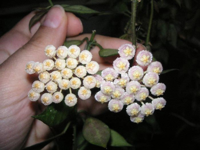 2380691040075666569XrDeJY_fs - Hoya