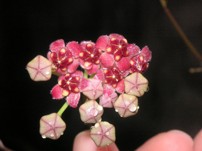 2403306900075666569EZZsce_fs - Hoya