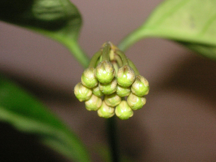 2414533860075666569zZIHUJ_fs - Hoya