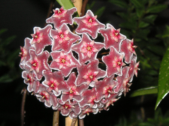 2430263780075666569TZBQMf_fs - Hoya