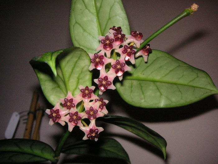 2438104880075666569SkjhOP_fs - Hoya