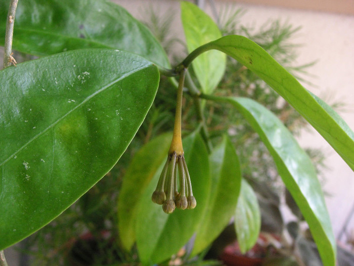 2440099180075666569mgGAys_fs - Hoya