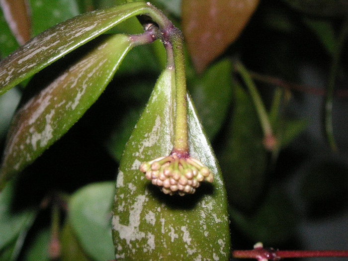 2458436230075666569avVppB_fs - Hoya