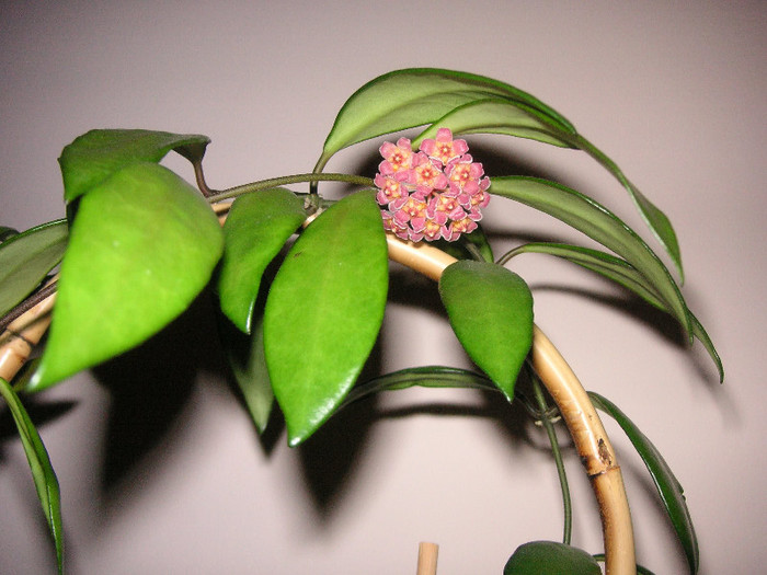 2460985570075666569zRFXnw_fs - Hoya