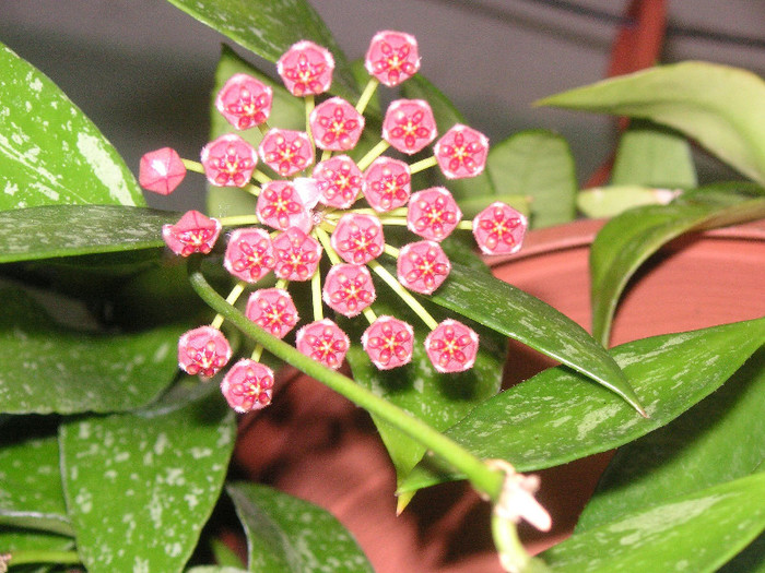2483901010075666569fSTdSG_fs - Hoya