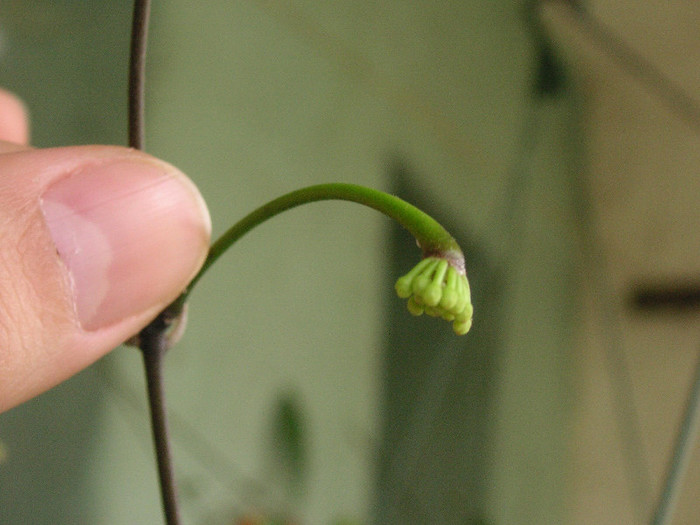 2494934440075666569rUgDfT_fs - Hoya