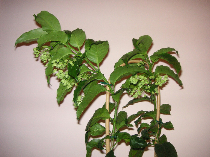 2509914110075666569XKpeIG_fs - Hoya